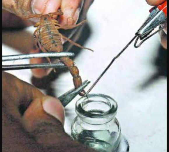 Giống như nọc độc của bọ cạp, Deathstalker có đặc tính đặc biệt trong việc nghiên cứu các loại thuốc chống ung thư và các bệnh khác chưa có thuốc chữa. Đó là lý do tại sao nọc độc của bọ cạp Deathstalker lại đắt hàng và được giới y học săn lùng.