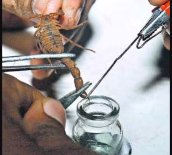 Giống như nọc độc của bọ cạp, Deathstalker có đặc tính đặc biệt trong việc nghiên cứu các loại thuốc chống ung thư và các bệnh khác chưa có thuốc chữa. Đó là lý do tại sao nọc độc của bọ cạp Deathstalker lại đắt hàng và được giới y học săn lùng.