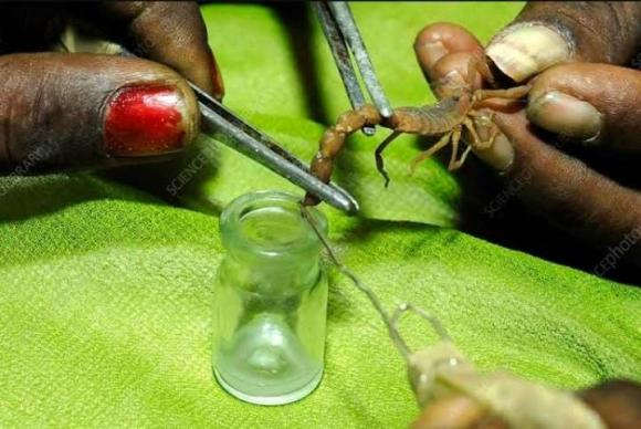 Hiện nay các nhà khoa học vẫn đang tiến hành nghiên cứu sâu về bọ cạp và dự kiến sẽ phát triển thêm nhiều công dụng trong y học, các nhà khoa học cũng đã phát minh ra máy vắt nọc nhanh gấp 4 lần so với phương pháp thủ công của con người.