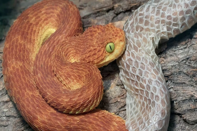 Trước khi thực hiện việc lột xác, rắn thường nhịn ăn, tìm một chỗ có bề mặt thô nhám, đủ kín đáo an toàn và hội tụ các yếu tố phù hợp về nhiệt độ, độ ẩm để chuẩn bị cho quãng thời gian vất vả.