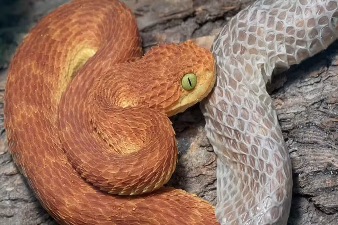 Trước khi thực hiện việc lột xác, rắn thường nhịn ăn, tìm một chỗ có bề mặt thô nhám, đủ kín đáo an toàn và hội tụ các yếu tố phù hợp về nhiệt độ, độ ẩm để chuẩn bị cho quãng thời gian vất vả.