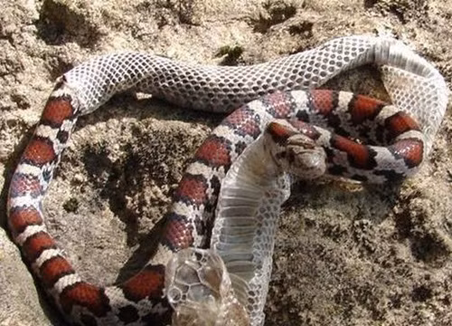 Tuy nhiên, khác với da người, da rắn có độ co dãn rất hạn chế, khó có thể phù hợp với cơ thể mới và đến một thời điểm nhất định, loài rắn phải bỏ lớp da cũ của mình.