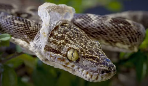 Vết nứt để rắn trườn ra khỏi lớp da cũ xuất hiện ở miệng.