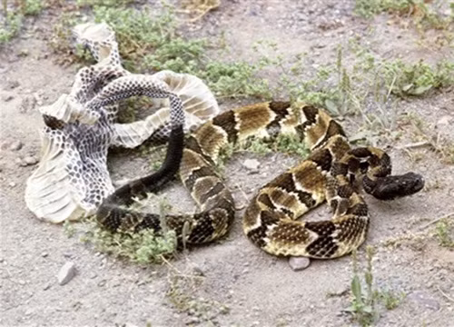 Rắn lột xác thường mất vài ngày.