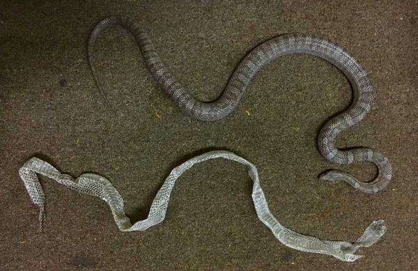 Khi thời điểm lột xác đến, loài rắn sẽ tự tạo một lớp da mới dưới lớp da cũ, sau khi quá trình này hoàn tất, chúng sẽ bắt đầu tiến trình lột xác bằng cách cọ vào đá hoặc thân cây, tạo một vết rách trên da, thường là ở mũi.