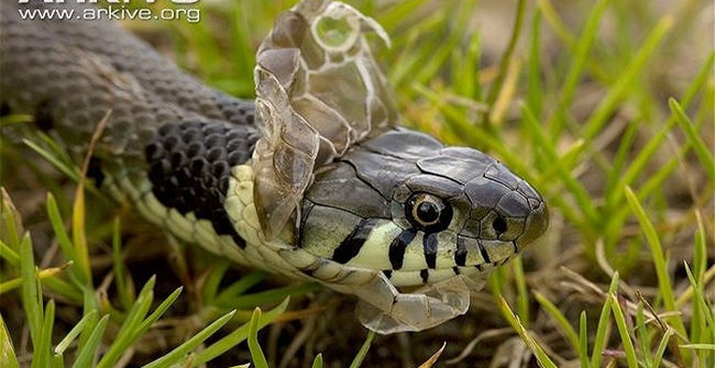 Đây cũng là cách chúng loại bỏ các động vật ký sinh trên lớp da khô.