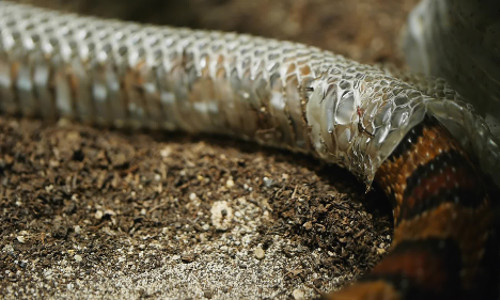 Quá trình lột xác khiến con rắn trở nên yếu ớt trước kẻ thù vì kiệt sức và lớp da mới còn quá non.