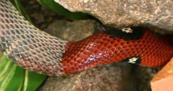 Khi cơ thể của rắn phát triển, lớp da của chúng sẽ bị kéo dãn ra.