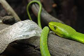 Con rắn dùng hết sức rướn và dựa vào bề mặt thô nhám của nơi rắn chọn để thoát ra khỏi lớp da cũ.