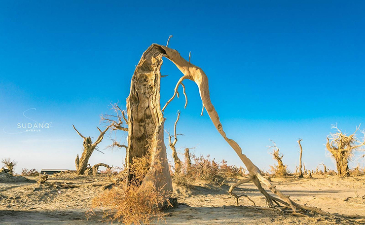 Trước đây, Khu rừng quỷ từng là một nơi rất xanh tốt. Nó hầu như không bị tác động bởi thế giới bên ngoài vì nằm ẩn sâu trong sa mạc.