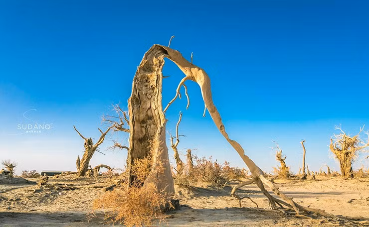Trước đây, Khu rừng quỷ từng là một nơi rất xanh tốt. Nó hầu như không bị tác động bởi thế giới bên ngoài vì nằm ẩn sâu trong sa mạc.