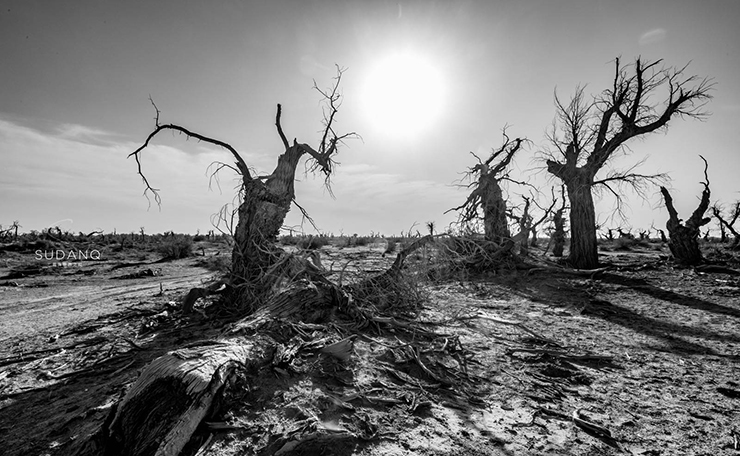  Khu rừng quỷ là nơi nằm ẩn sâu trong sa mạc Taklimakan,Tân Cương, Trung Quốc. Cây cối ở đây bị khô héo trong suốt hàng nghìn năm.