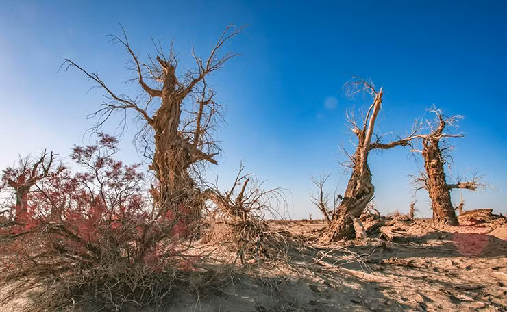 Nó như một câu chuyện kể từ những gì còn sót lại của sa mạc Taklimakan và sông Tarim.