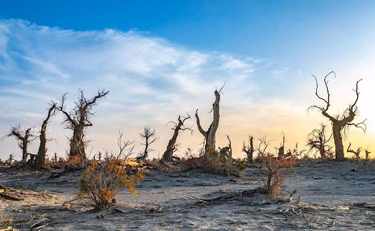 Dưới ánh mặt trời lặn, Khu rừng quỷ càng thêm cô độc và đáng sợ. Chính vì sự hẻo lánh, khô héo của cây cối mang lại một cảm giác hoang tàn, bí ẩn nên nhiều người không dám tới nơi này.