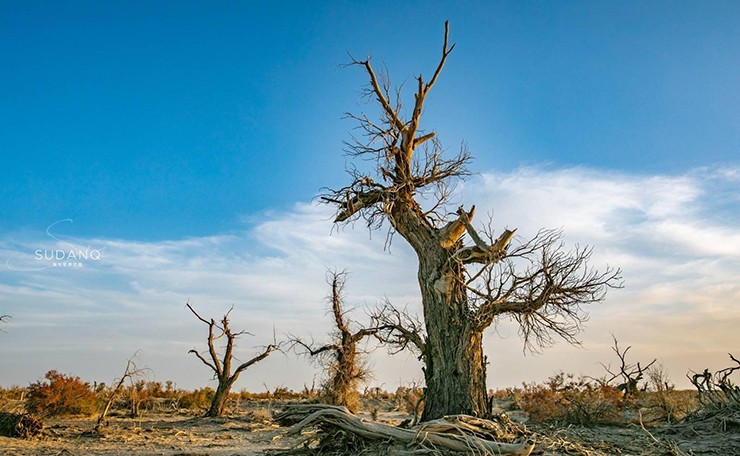 Dòng sông cổ này giúp ích rất nhiều cho sự phát triển của nền văn minh người Trung Quốc lúc đó.