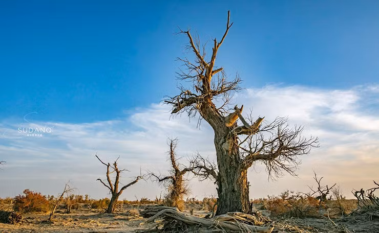 Dòng sông cổ này giúp ích rất nhiều cho sự phát triển của nền văn minh người Trung Quốc lúc đó.