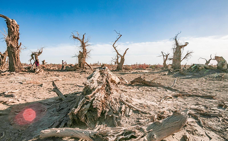 Những tàn tích của cây cối khô héo trong khu rừng này mang tới nhiều cảm xúc cho du khách.