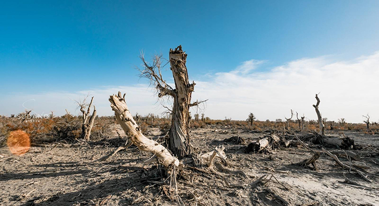 Tuy nhiên, việc xây dựng quốc lộ 217 ở Shaya County, Tân Cương đã khiến cho một số cảnh quan thiên nhiên kỳ lạ trong sa mạc lớn nhất Trung Quốc này xuất hiện. Một trong số đó là Khu rừng quỷ.
