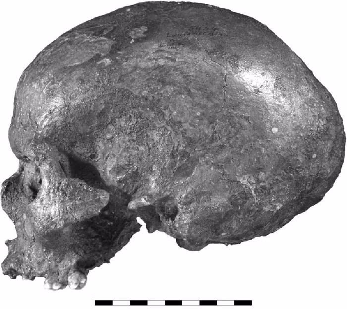 Nhóm nghiên cứu đẫn dầu bởi Cơ quan Quản lý hang động Cộng hòa Czech đã sử dụng tới 200 ảnh chụp CT của người hiện đại và từ các nhóm dân cư khác nhau trong khu vực được tìm thấy trong các cuộc khảo cổ trước, để tìm kiếm những chi tiết mà hài cốt không tiết lộ ví dụ như dự đoán màu tóc, da...