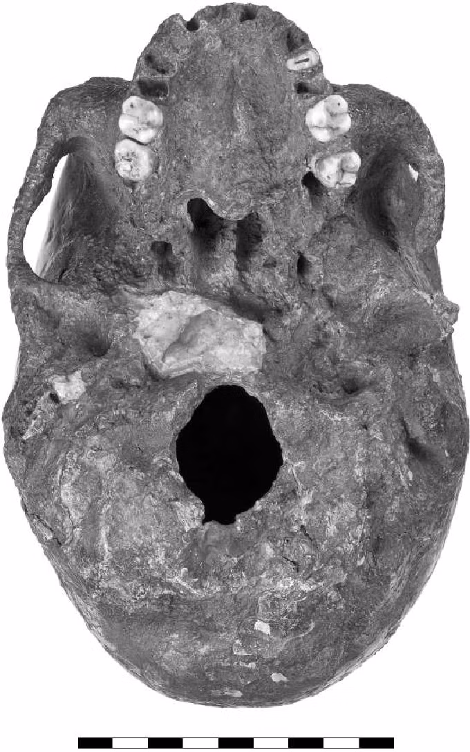 Nhưng những nghiên cứu sau đó, xác nhận kết quả ban đầu đã nhầm lẫn, đây là hộp sọ của một thiếu nữ khoảng 17 tuổi và được đặt tên là Mladeč.