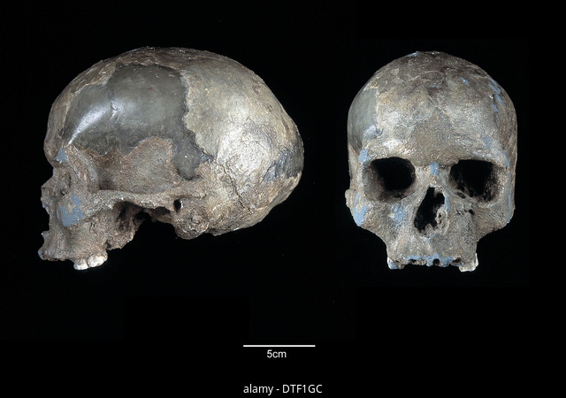 Khi mới được tìm thấy, Mladeč đã được phân tích và phân loại là một cá thể nam, sống vào thời điểm 31.000 năm trước và là một trong những cá thể Homo sapiens - tức người tinh khôn, loài của chúng ta - cổ xưa nhất từng được tìm thấy ở châu Âu.