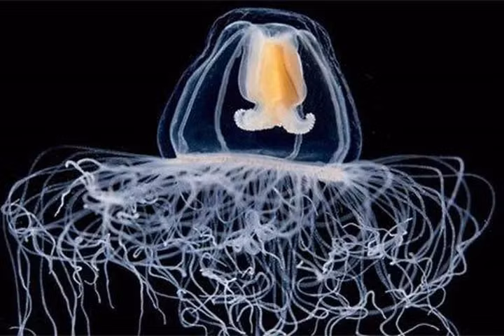 Loài sứa, có nguồn gốc từ biển Địa Trung Hải, có thể lặp lại kỳ tích đảo ngược vòng đời của chúng nhiều lần và do đó có thể không bao giờ chết vì già trong điều kiện thích hợp.