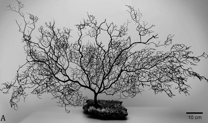 Các mẫu san hô đen được tìm thấy ngoài khơi Hawaii đã sống được 4.265 năm tuổi. Mời quý độc giả xem video: Dầu thực vật có thực sự tốt cho sức khỏe? | Nguồn: VTC. 