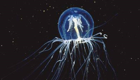 Những polyp này sau đó tạo ra những sinh vật kích cỡ trung bình bơi tự do, hay còn gọi là sứa.