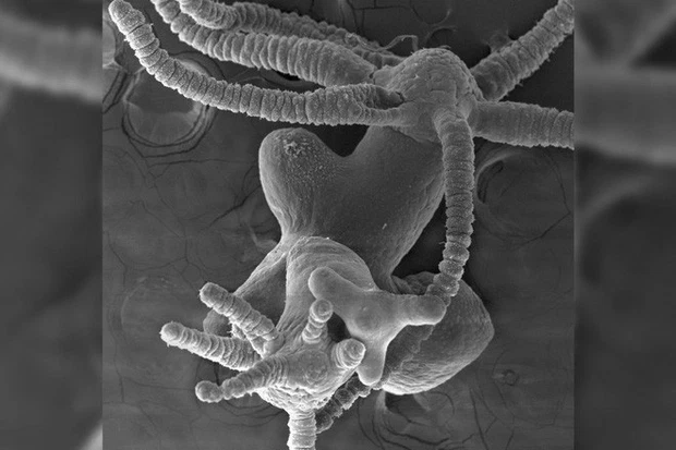 Những động vật không xương sống này phần lớn được tạo thành từ các tế bào gốc, chúng liên tục tái tạo thông qua nhân đôi hoặc nhân bản.