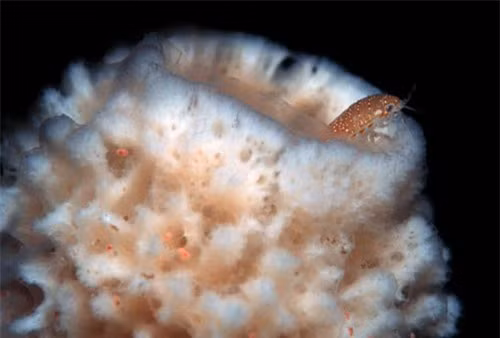  3. Bọt biển Nam Cực: Nhiều người lầm tưởng bọt biển là thực vật, tuy nhiên thực chất chúng lại là một loài động vật ít hoạt động, mỗi ngày chúng chỉ di chuyển có 1mm.