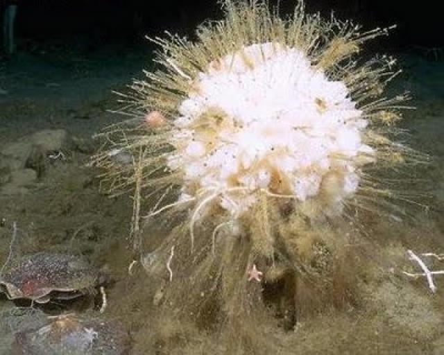 Bọt biển cũng có tốc độ phát triển rất chậm, do đó chúng có vòng đời khá dài. Đây là một trong những loài động vật có tuổi thọ vượt xa cả con người.