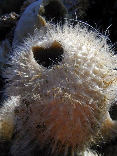 Loài bọt biển Nam cực có tuổi thọ lên đến 1550 năm.