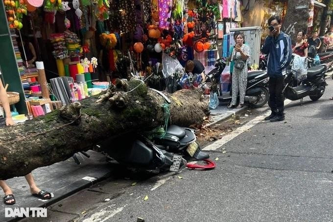  Cây đổ đè trúng một phụ nữ trên phố Hàng Mã: Ngày 30/9, lãnh đạo Công an phường Hàng Mã (quận Hoàn Kiếm, Hà Nội) cho biết, trên địa bàn vừa xảy ra vụ việc một cây xà cừ đổ, cành cây đè trúng một người phụ nữ đang đi đường, khiến người này phải nhập viện cấp cứu. Cụ thể, bà V.T.P. khi điều khiển xe máy đi trên phố Hàng Mã, tới địa chỉ số 70 Hàng Mã bị bất ngờ bị một cành cây xà cừ đè trúng người. Theo thông tin từ người dân, thân cây xà cừ này đã bị mục ở bên trong nên xảy ra hiện tượng đổ, gãy. Cây đổ còn đè bẹp hai xe máy khác tại hiện trường. 