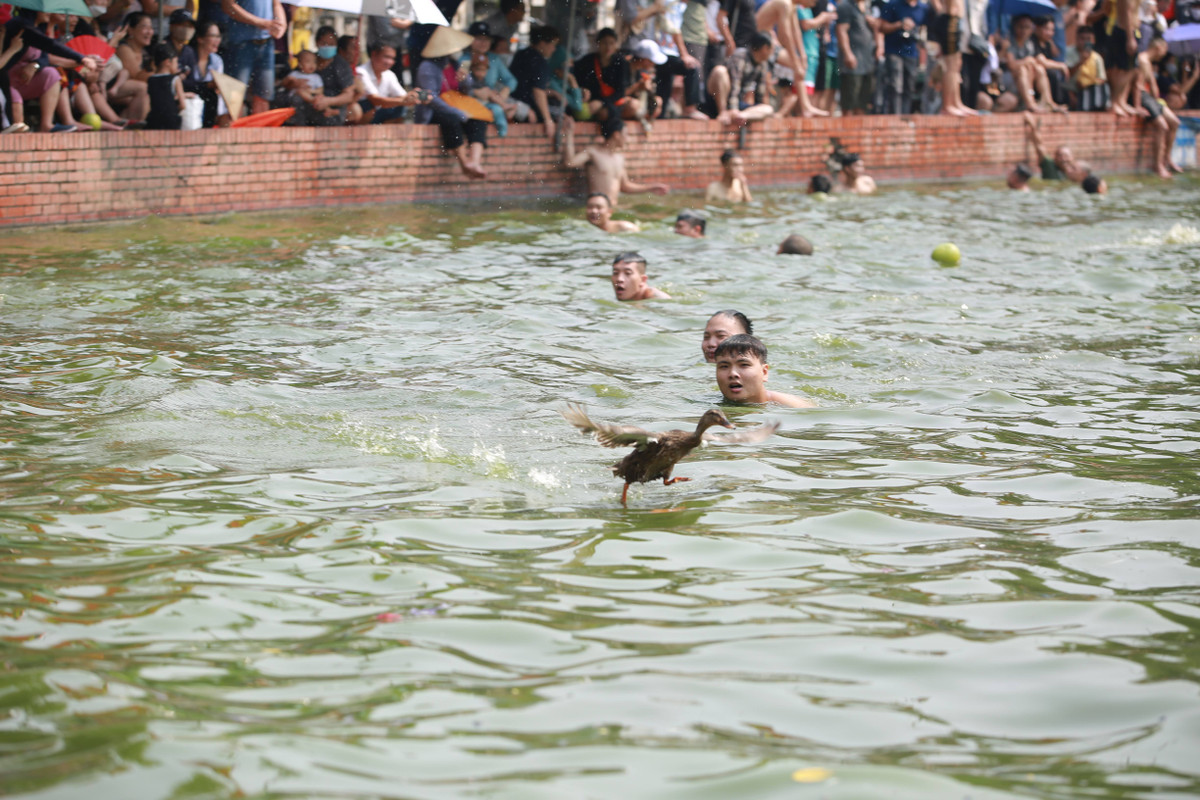 Khi các thanh niên vừa bơi đến gần, vịt lại vẫy cánh, lách người thoát khỏi vòng vây.