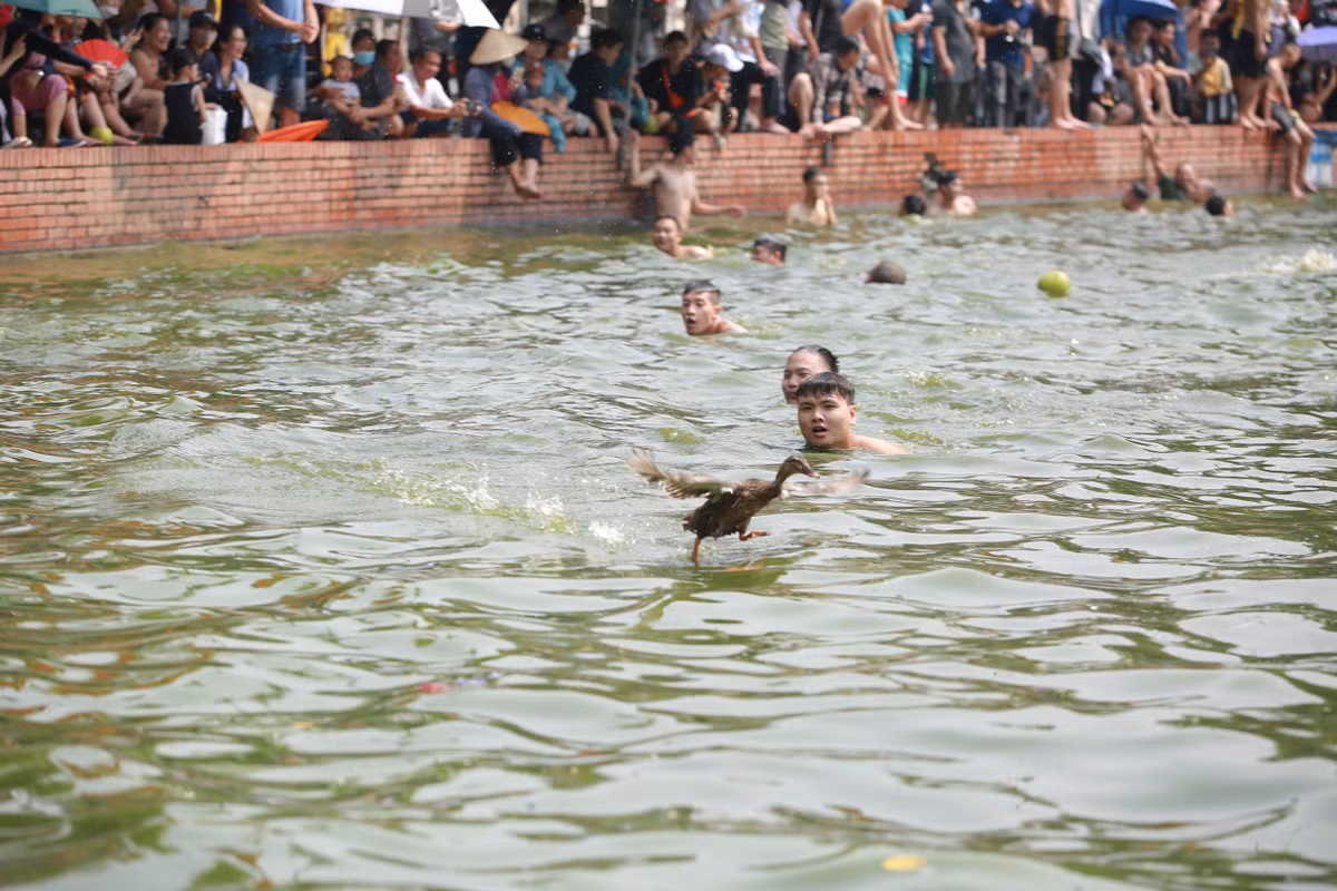 Khi các thanh niên vừa bơi đến gần, vịt lại vẫy cánh, lách người thoát khỏi vòng vây.