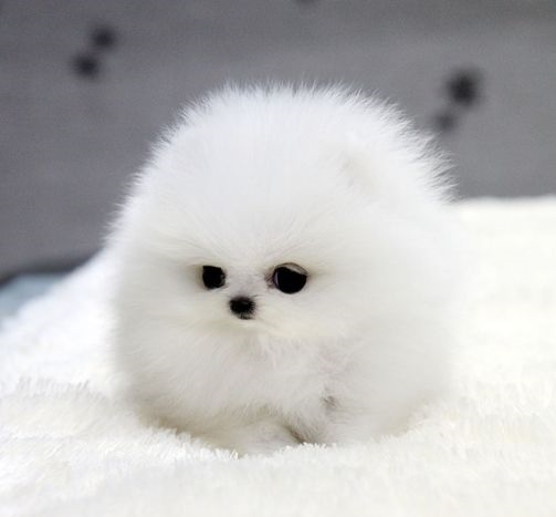  3. Chó Phốc sóc: Có hai chú chó được giải cứu trong vụ đắm tàu Titanic lịch sử, một trong hai là một chú chó Pomeranian.