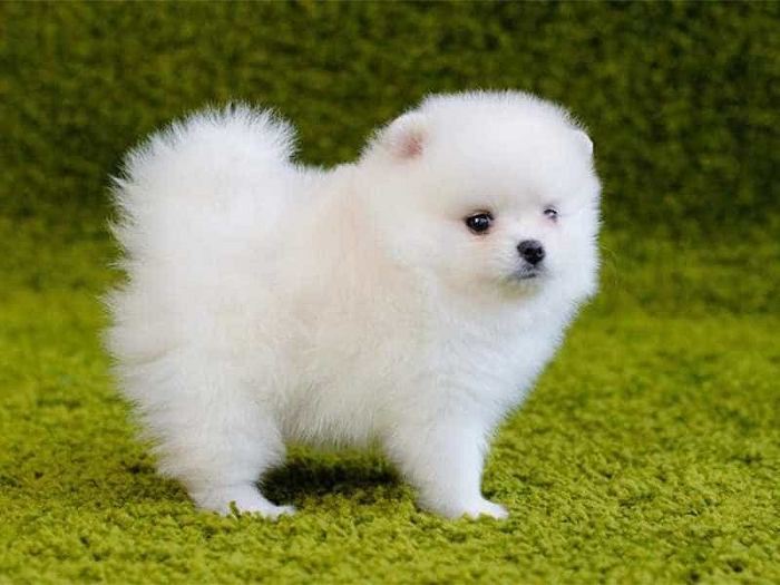 Chó Pomeranian hay chó Phốc sóc được biết đến như chú chó gấu bông bởi kích thước bé nhỏ và trông chúng đáng yêu như gấu Teddy vậy.