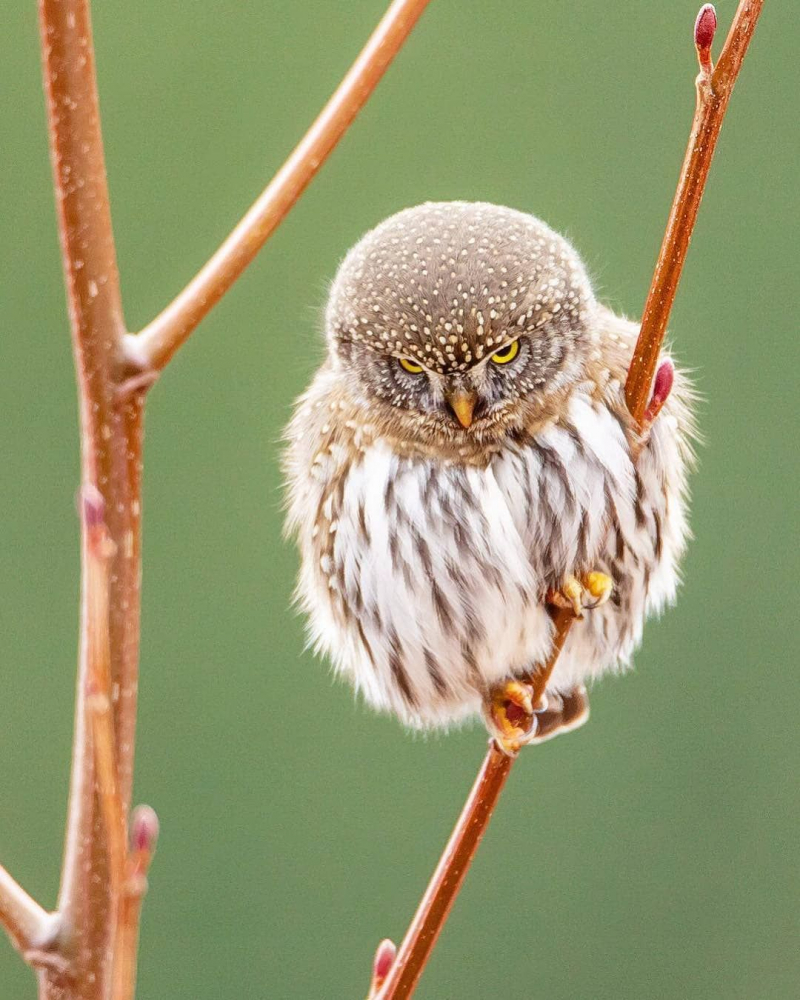  4. Cú Northern Pygmy: Cú Northern Pygmy là loài cú nhỏ sống ở phía Tây Bắc nước Mỹ. Chú chim bé nhỏ này là loài cú bé nhỏ nhất trong các giống loài.