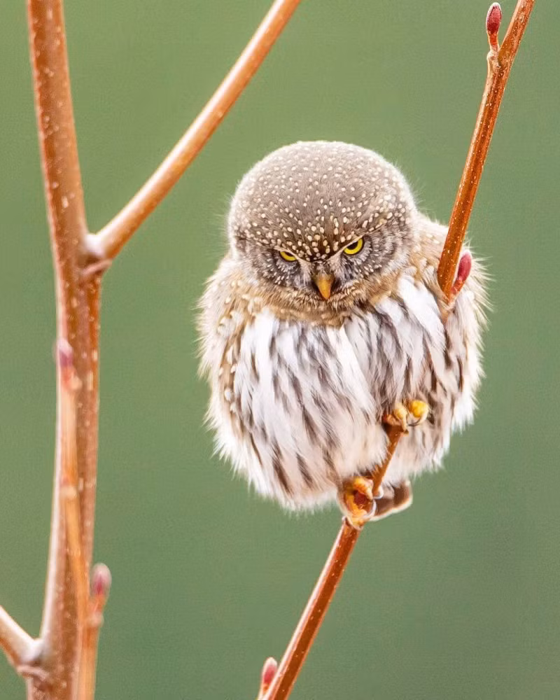  4. Cú Northern Pygmy: Cú Northern Pygmy là loài cú nhỏ sống ở phía Tây Bắc nước Mỹ. Chú chim bé nhỏ này là loài cú bé nhỏ nhất trong các giống loài.