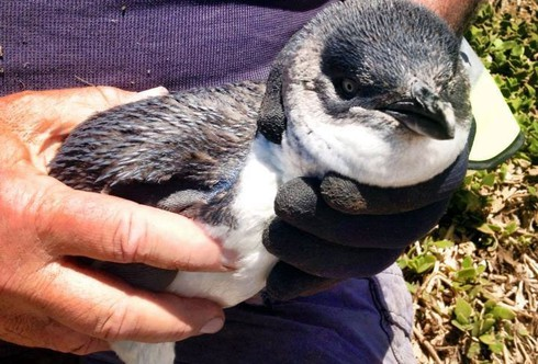 Những chú chim cánh cụt này hoàn toàn giống với loài cánh cụt bình thường ngoại trừ kích cỡ. Sự bé nhỏ khiến chúng trông dễ thương hơn đồng loại.