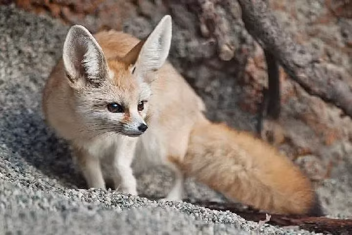 Bộ lông mềm mượt, thân hình bé nhỏ và đôi tai dài rộng khiến chúng trở thành một trong những loài vật đáng yêu nhất thế giới.
