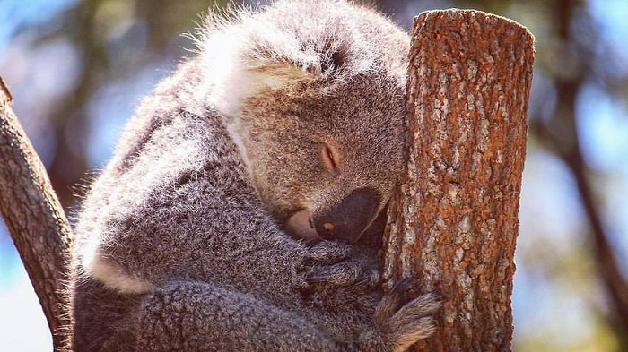 Gấu túi có chiều dài cơ thể từ 60-85 cm, nặng 4 - 15kg, khuôn mặt với biểu cảm trông rất ngây thơ, hồn nhiên khiến chúng trông càng đáng yêu hơn.