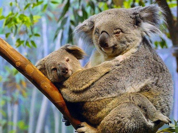  1. Gấu Koala: Với thân hình mập mạp, đầu lớn với đôi tai tròn tròn, bộ lông mượt mà và mũi to, gấu Koala xứng đáng đứng dầu danh sách các loài động vật đáng yêu nhất hành tinh.