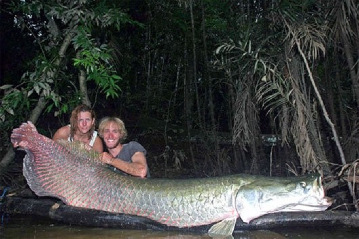 Cá Arapaima có thể dài đến 2,7m và tặng 90kg. Loài cá này hung dữ đến mức lưỡi của chúng cũng có răng.