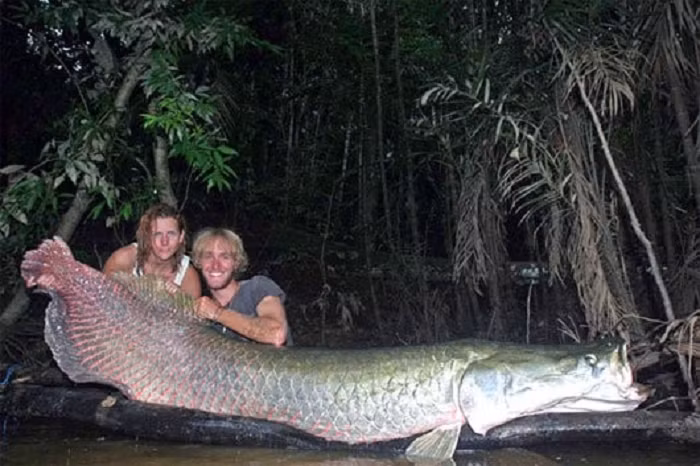 Cá Arapaima có thể dài đến 2,7m và tặng 90kg. Loài cá này hung dữ đến mức lưỡi của chúng cũng có răng.