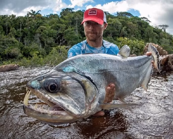 Tên của chúng xuất phát từ hai chiếc răng nanh mọc ra từ hàm dưới với chiều dài 15cm, được dùng để đâm xuyên qua con mồi sau khi tấn công. Hàm trên của cá có những chiếc hố đặc biệt dùng để tránh những chiếc răng nanh tự đâm chúng.