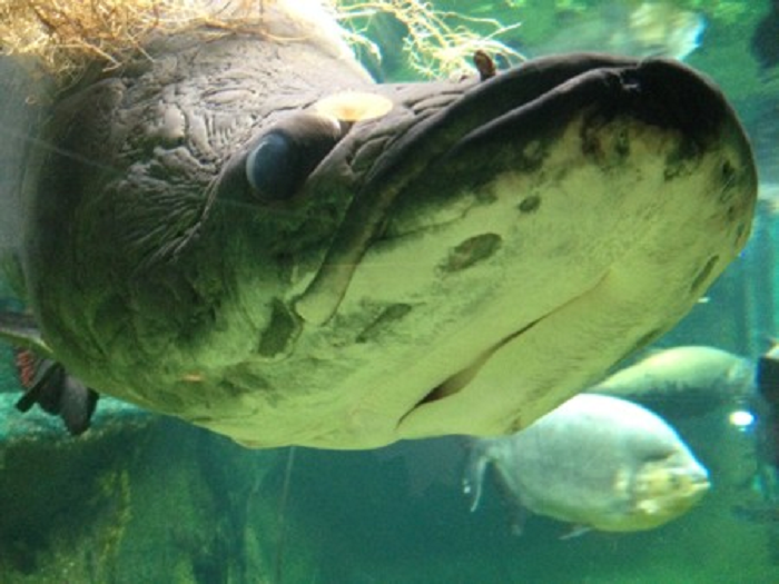  4. Cá ăn thịt Arapaima - “Vua” ăn thịt man rợ sông Amazon: Đây là loài cá ăn thịt khổng lồ sống ở sông Amazon và các hồ lân cận. Arapaima thường ở bề mặt nước vì chúng cần hít thở không khí ngoài việc hấp thụ khí oxy qua mang.