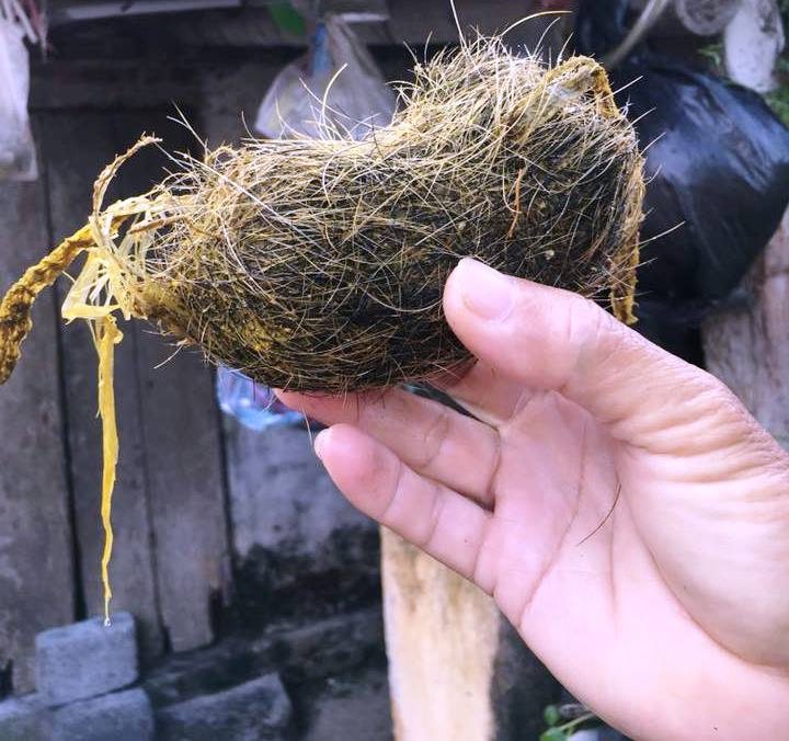 Theo GS.TS Trần Quốc Bình - Giám đốc Bệnh viện Y học cổ truyền Trung ương cho biết, trong Đông Y không có vị thuốc nào được gọi là "cát lợn" hay được lấy từ dạ dày lợn để chữa bệnh.