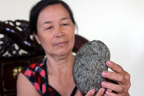 Về mùi hương của "trư sa" khi đem phơi, đó có thể là mùi hương của các loại rau lá, dây khoai lang... bị quấn, bám vào những sợi lông, tóc nói trên.