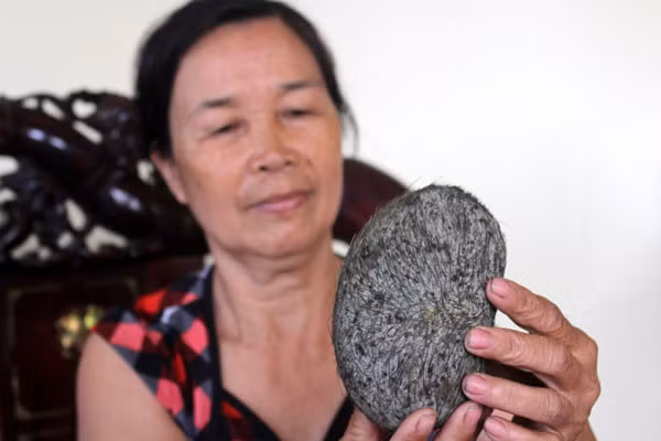 Về mùi hương của "trư sa" khi đem phơi, đó có thể là mùi hương của các loại rau lá, dây khoai lang... bị quấn, bám vào những sợi lông, tóc nói trên.